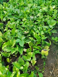Money Plant